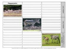 Leporello-Steppenzebra-1-2.pdf